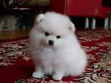 cucciolo di spitz mini mini toy vivacissimi tenerissimi 