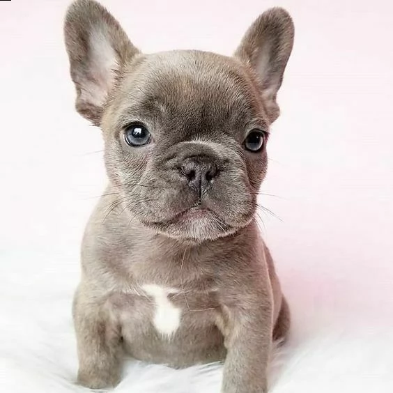 bouledogue- bulldog francese