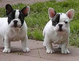 disponibili cucciolo di bull dog francese perfettissimo