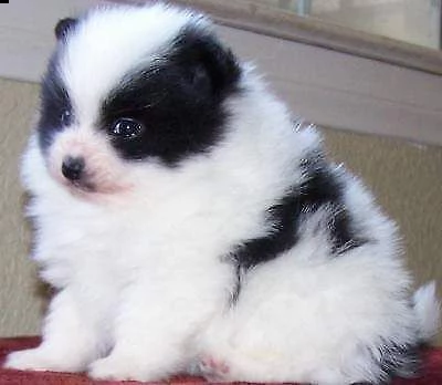 disponiamo cucciolo di spitz e maltese mini toy