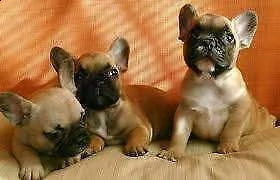 cucciolo di bull dog francese perfettissimo amorevoli