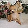 cedo cucciolo di chiwawa mini toy 