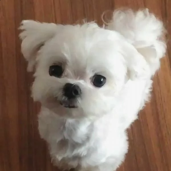 sfiziosi maltesi toy di giorni 70 v