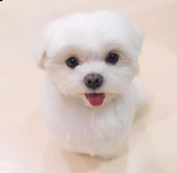 docilissimi cuccioli di maltese toy