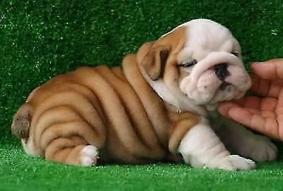cucciolo di bull dog inglese tranquillissimi affettuosi 