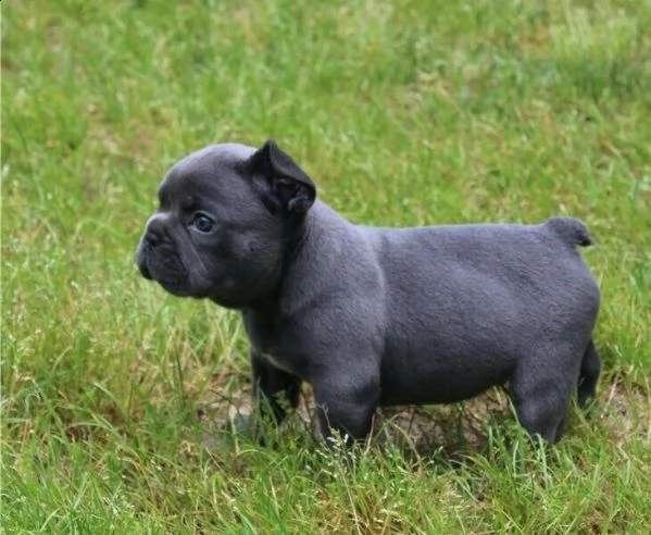 bouledogue francese cuccioli