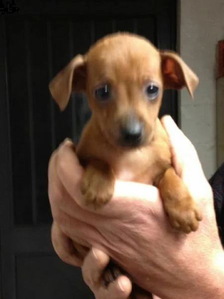 disponiamo di specialissimi cucciolini di pincher