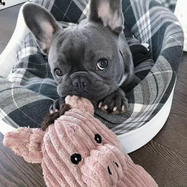 disponibili cuccioli di bulldogue francese toy
