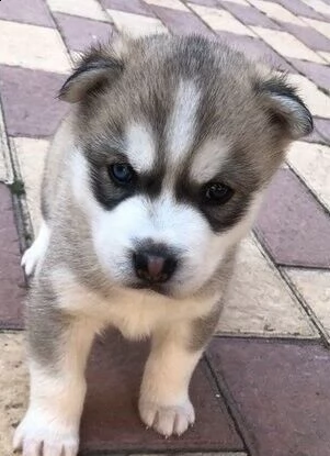 gioiosi cucciolini di husky siberiano di 90 giorni,