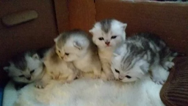 disponibili 2 cuccioli di scottish fold e 2 di british shorthair silver shaded.