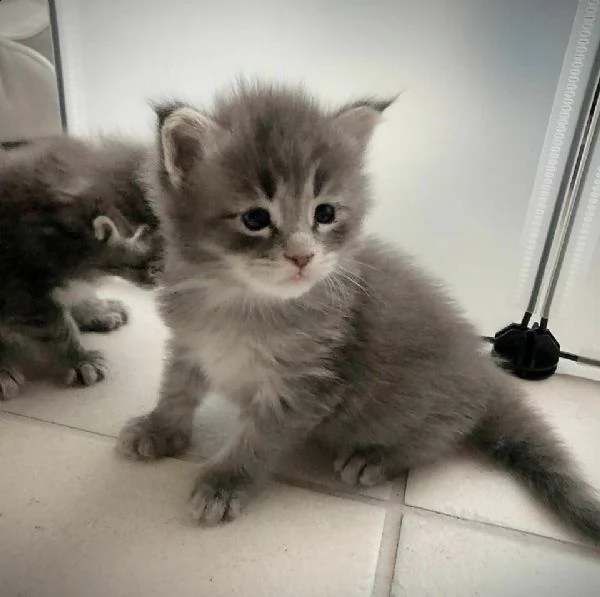 bellissimi cuccioli di british shorthair maschi è una femmina