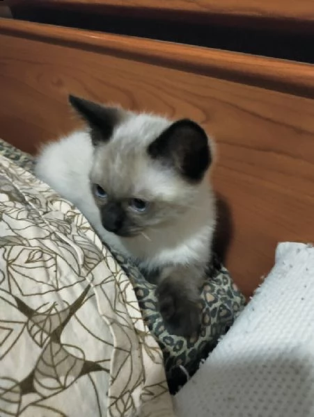 gattini incrocio ragdoll con siamese