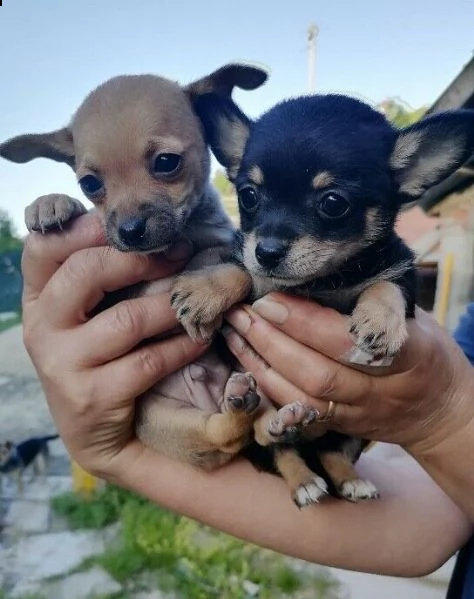 chihuahua cuccioli toy