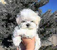 dolcissimi cuccioli di maltese toy, di tre mesi,