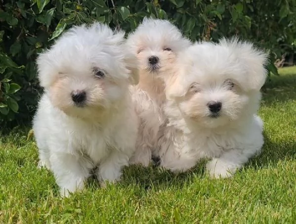cuccioli di maltese mini toy