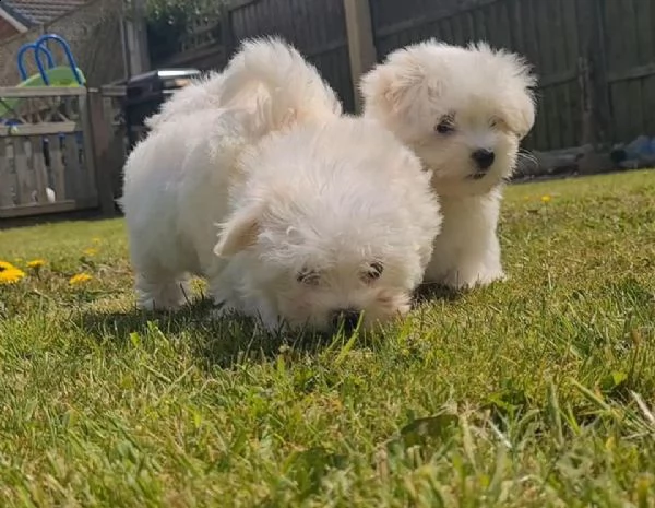 cuccioli di maltese mini toy | Foto 0