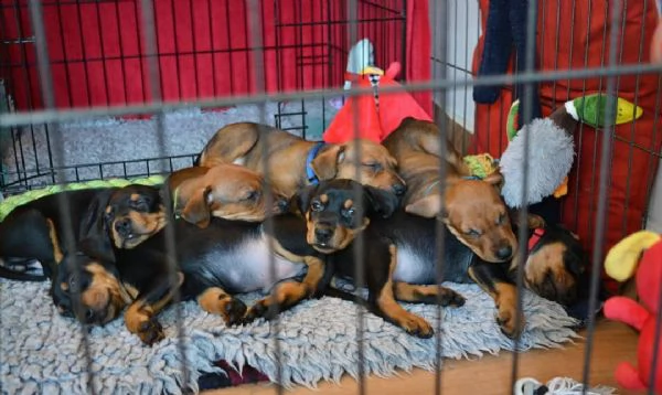 regalo cuccioli pincher tedeschi