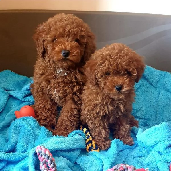 barboncino toy | Foto 0