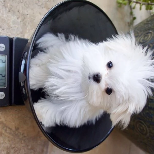 maltese maltese toy...