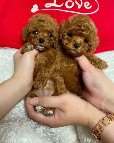 barboncino mini?????? | Foto 0