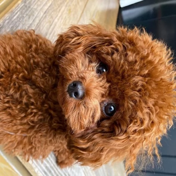 barboncino mini??????