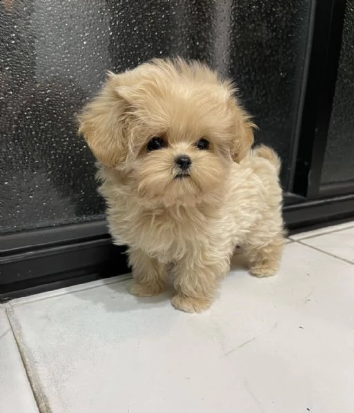 maltese toy mini!!!!! | Foto 0