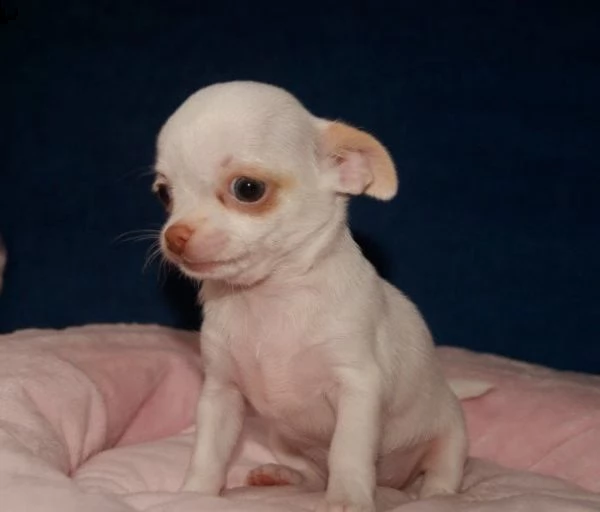 egalo cuccioli di chihuahua mini toy