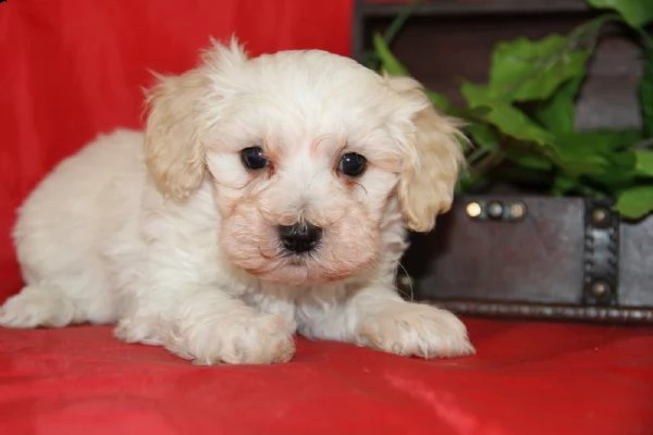  regalo adorabili cuccioli mini malteser  femminucce e maschietti