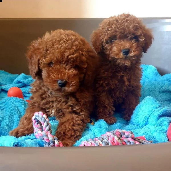 barboncino toy.. | Foto 0