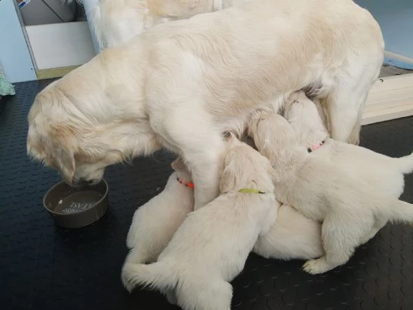 bellissimi cuccioli di golden retriever