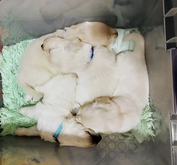bellissimi cuccioli di golden retriever | Foto 1