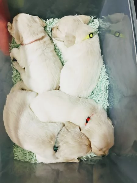 bellissimi cuccioli di golden retriever | Foto 0