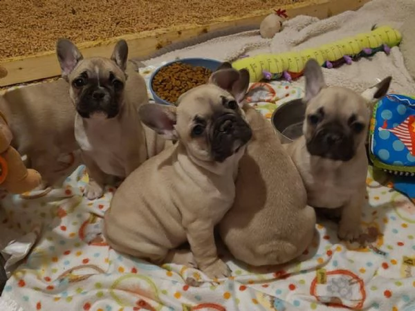  cuccioli di bulldog francese (possono lasciare il nido) | Foto 2