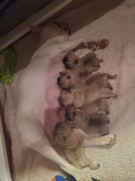  cuccioli di bulldog francese (possono lasciare il nido) | Foto 1