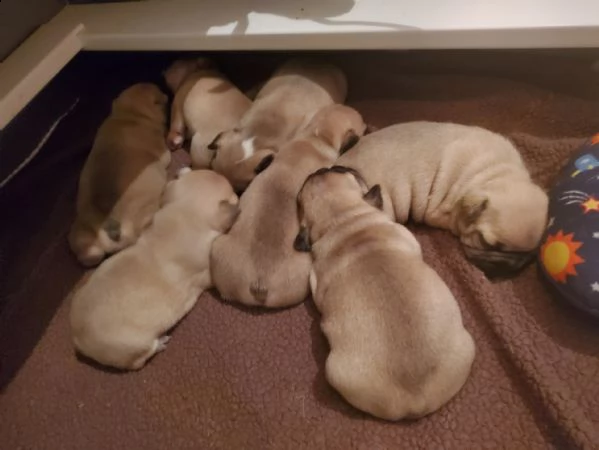  cuccioli di bulldog francese (possono lasciare il nido) | Foto 0
