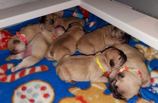  cuccioli di bulldog francese (possono lasciare il nido)