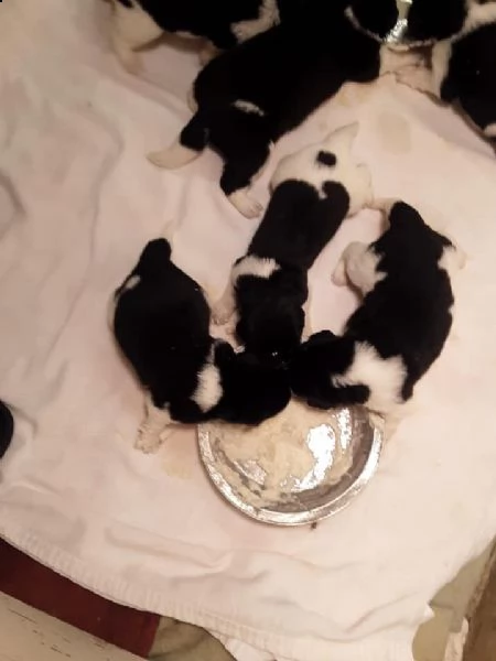 disponibili bellissimi e sani cuccioli landseer | Foto 0