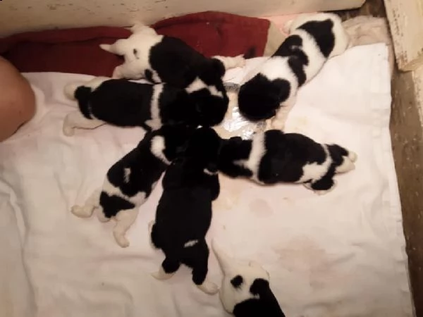 disponibili bellissimi e sani cuccioli landseer