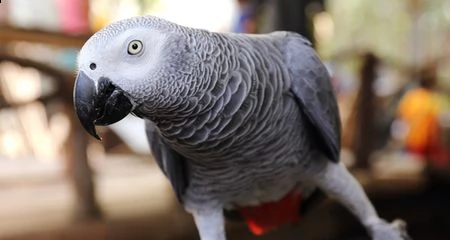 pappagalli cenerini africani in vendita | Foto 2