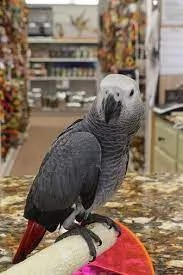pappagalli cenerini africani in vendita | Foto 1