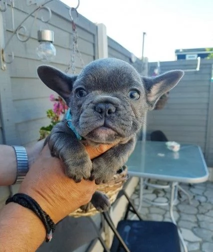 meravigliosi bouledogue francese | Foto 1