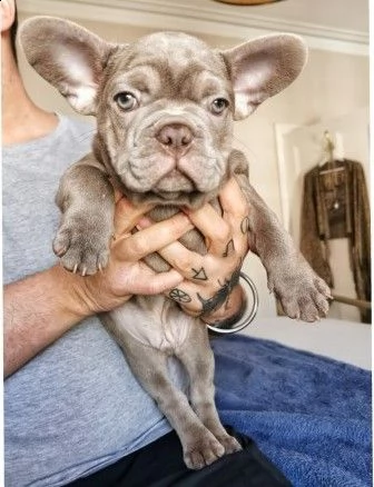 meravigliosi bouledogue francese