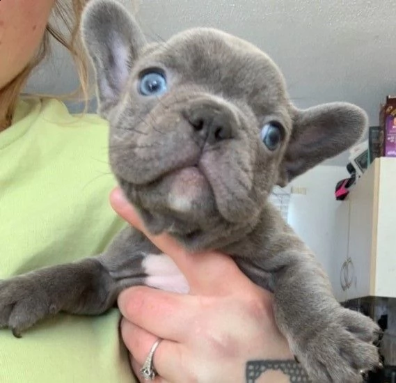 meravigliosi bouledogue francese | Foto 0