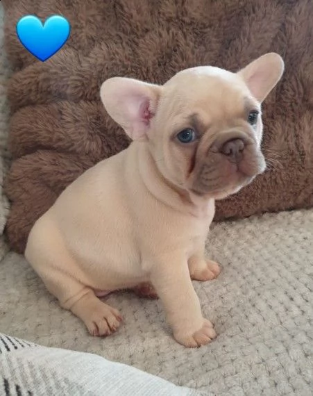 cuccioli di bouledogue francese di 2.5 mesi 