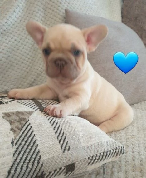 cuccioli di bouledogue francese di 2.5 mesi  | Foto 1