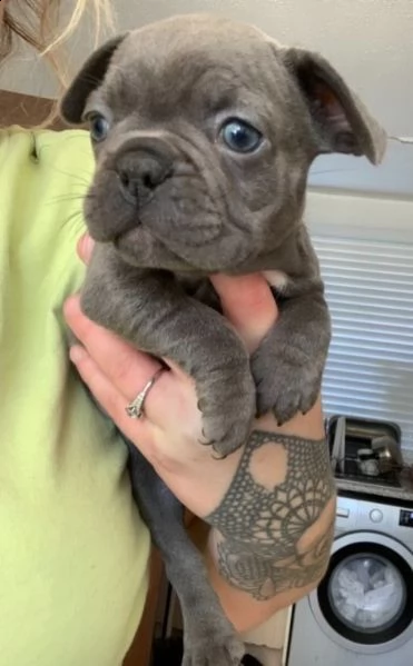 cuccioli di bouledogue francese di 2.5 mesi  | Foto 0