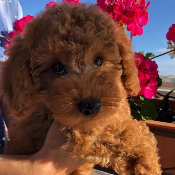 barboncino toy... | Foto 0