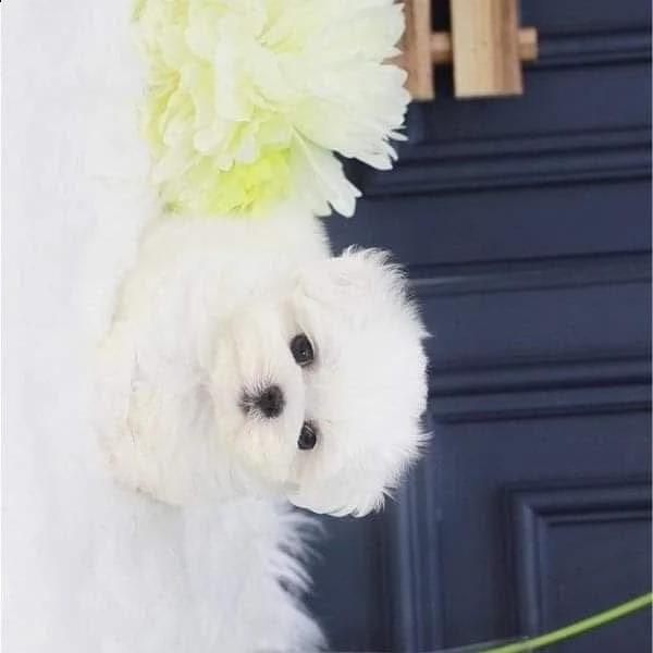 200 euro maltese pagamento alla consegna.quando hai il cane in braccio.