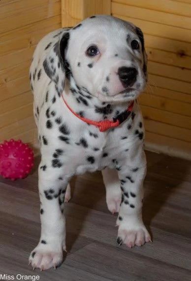 cucciolo maschio e cucciolo femmina di dalmata
