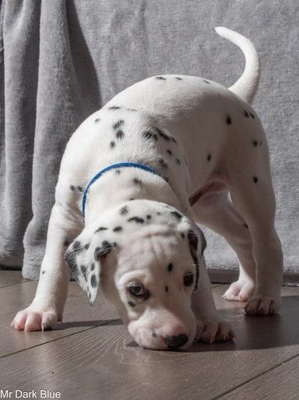 cucciolo maschio e cucciolo femmina di dalmata | Foto 1